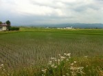 本社脇の田園風景